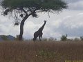 Kenya Safari Tsavo Est et Ouest 056